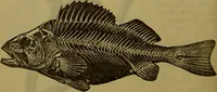 An illustration from A natural history of the animal kingdom : being a systematic and popular description of the habits, structure, and classification of animals, from the lowest to the highest forms. Arranged according to their organisation / by W. S. Dallas. (1860)