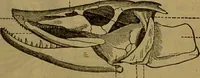 An illustration from A natural history of the animal kingdom : being a systematic and popular description of the habits, structure, and classification of animals, from the lowest to the highest forms. Arranged according to their organisation / by W. S. Dallas. (1860)