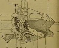 An illustration from A natural history of the animal kingdom : being a systematic and popular description of the habits, structure, and classification of animals, from the lowest to the highest forms. Arranged according to their organisation / by W. S. Dallas. (1860)
