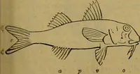 An illustration from A natural history of the animal kingdom : being a systematic and popular description of the habits, structure, and classification of animals, from the lowest to the highest forms. Arranged according to their organisation / by W. S. Dallas. (1860)