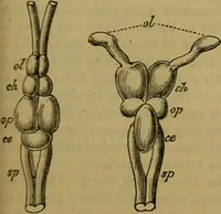 An illustration from A natural history of the animal kingdom : being a systematic and popular description of the habits, structure, and classification of animals, from the lowest to the highest forms. Arranged according to their organisation / by W. S. Dallas. (1860)