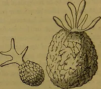 An illustration from A natural history of the animal kingdom : being a systematic and popular description of the habits, structure, and classification of animals, from the lowest to the highest forms. Arranged according to their organisation / by W. S. Dallas. (1860)