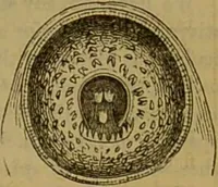 An illustration from A natural history of the animal kingdom : being a systematic and popular description of the habits, structure, and classification of animals, from the lowest to the highest forms. Arranged according to their organisation / by W. S. Dallas. (1860)