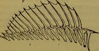 An illustration from A natural history of the animal kingdom : being a systematic and popular description of the habits, structure, and classification of animals, from the lowest to the highest forms. Arranged according to their organisation / by W. S. Dallas. (1860)