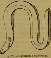 An illustration from A natural history of the animal kingdom : being a systematic and popular description of the habits, structure, and classification of animals, from the lowest to the highest forms. Arranged according to their organisation / by W. S. Dallas. (1860)