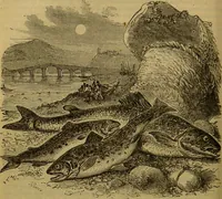 An illustration from A natural history of the animal kingdom : being a systematic and popular description of the habits, structure, and classification of animals, from the lowest to the highest forms. Arranged according to their organisation / by W. S. Dallas. (1860)