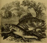 An illustration from A natural history of the animal kingdom : being a systematic and popular description of the habits, structure, and classification of animals, from the lowest to the highest forms. Arranged according to their organisation / by W. S. Dallas. (1860)