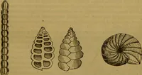 An illustration from A natural history of the animal kingdom : being a systematic and popular description of the habits, structure, and classification of animals, from the lowest to the highest forms. Arranged according to their organisation / by W. S. Dallas. (1860)