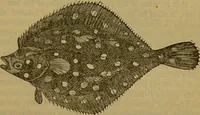 An illustration from A natural history of the animal kingdom : being a systematic and popular description of the habits, structure, and classification of animals, from the lowest to the highest forms. Arranged according to their organisation / by W. S. Dallas. (1860)