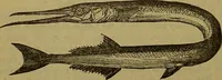 An illustration from A natural history of the animal kingdom : being a systematic and popular description of the habits, structure, and classification of animals, from the lowest to the highest forms. Arranged according to their organisation / by W. S. Dallas. (1860)
