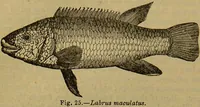 An illustration from A natural history of the animal kingdom : being a systematic and popular description of the habits, structure, and classification of animals, from the lowest to the highest forms. Arranged according to their organisation / by W. S. Dallas. (1860)