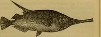 An illustration from A natural history of the animal kingdom : being a systematic and popular description of the habits, structure, and classification of animals, from the lowest to the highest forms. Arranged according to their organisation / by W. S. Dallas. (1860)