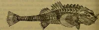 An illustration from A natural history of the animal kingdom : being a systematic and popular description of the habits, structure, and classification of animals, from the lowest to the highest forms. Arranged according to their organisation / by W. S. Dallas. (1860)