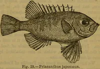 An illustration from A natural history of the animal kingdom : being a systematic and popular description of the habits, structure, and classification of animals, from the lowest to the highest forms. Arranged according to their organisation / by W. S. Dallas. (1860)