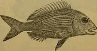 An illustration from A natural history of the animal kingdom : being a systematic and popular description of the habits, structure, and classification of animals, from the lowest to the highest forms. Arranged according to their organisation / by W. S. Dallas. (1860)