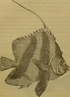 An illustration from A natural history of the animal kingdom : being a systematic and popular description of the habits, structure, and classification of animals, from the lowest to the highest forms. Arranged according to their organisation / by W. S. Dallas. (1860)