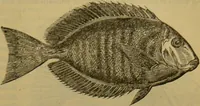 An illustration from A natural history of the animal kingdom : being a systematic and popular description of the habits, structure, and classification of animals, from the lowest to the highest forms. Arranged according to their organisation / by W. S. Dallas. (1860)
