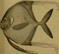An illustration from A natural history of the animal kingdom : being a systematic and popular description of the habits, structure, and classification of animals, from the lowest to the highest forms. Arranged according to their organisation / by W. S. Dallas. (1860)