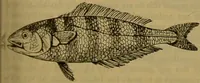 An illustration from A natural history of the animal kingdom : being a systematic and popular description of the habits, structure, and classification of animals, from the lowest to the highest forms. Arranged according to their organisation / by W. S. Dallas. (1860)