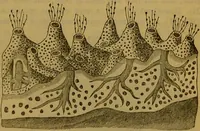 An illustration from A natural history of the animal kingdom : being a systematic and popular description of the habits, structure, and classification of animals, from the lowest to the highest forms. Arranged according to their organisation / by W. S. Dallas. (1860)