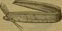An illustration from A natural history of the animal kingdom : being a systematic and popular description of the habits, structure, and classification of animals, from the lowest to the highest forms. Arranged according to their organisation / by W. S. Dallas. (1860)