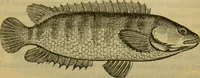 An illustration from A natural history of the animal kingdom : being a systematic and popular description of the habits, structure, and classification of animals, from the lowest to the highest forms. Arranged according to their organisation / by W. S. Dallas. (1860)