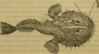 An illustration from A natural history of the animal kingdom : being a systematic and popular description of the habits, structure, and classification of animals, from the lowest to the highest forms. Arranged according to their organisation / by W. S. Dallas. (1860)