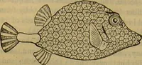 An illustration from A natural history of the animal kingdom : being a systematic and popular description of the habits, structure, and classification of animals, from the lowest to the highest forms. Arranged according to their organisation / by W. S. Dallas. (1860)