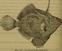 An illustration from A natural history of the animal kingdom : being a systematic and popular description of the habits, structure, and classification of animals, from the lowest to the highest forms. Arranged according to their organisation / by W. S. Dallas. (1860)