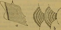 An illustration from A natural history of the animal kingdom : being a systematic and popular description of the habits, structure, and classification of animals, from the lowest to the highest forms. Arranged according to their organisation / by W. S. Dallas. (1860)
