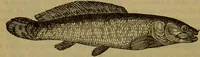 An illustration from A natural history of the animal kingdom : being a systematic and popular description of the habits, structure, and classification of animals, from the lowest to the highest forms. Arranged according to their organisation / by W. S. Dallas. (1860)
