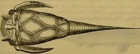 An illustration from A natural history of the animal kingdom : being a systematic and popular description of the habits, structure, and classification of animals, from the lowest to the highest forms. Arranged according to their organisation / by W. S. Dallas. (1860)