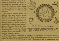 An illustration from A natural history of the animal kingdom : being a systematic and popular description of the habits, structure, and classification of animals, from the lowest to the highest forms. Arranged according to their organisation / by W. S. Dallas. (1860)
