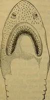 An illustration from A natural history of the animal kingdom : being a systematic and popular description of the habits, structure, and classification of animals, from the lowest to the highest forms. Arranged according to their organisation / by W. S. Dallas. (1860)