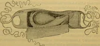 An illustration from A natural history of the animal kingdom : being a systematic and popular description of the habits, structure, and classification of animals, from the lowest to the highest forms. Arranged according to their organisation / by W. S. Dallas. (1860)