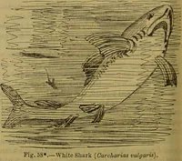 An illustration from A natural history of the animal kingdom : being a systematic and popular description of the habits, structure, and classification of animals, from the lowest to the highest forms. Arranged according to their organisation / by W. S. Dallas. (1860)