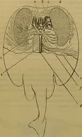 An illustration from A natural history of the animal kingdom : being a systematic and popular description of the habits, structure, and classification of animals, from the lowest to the highest forms. Arranged according to their organisation / by W. S. Dallas. (1860)