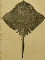 An illustration from A natural history of the animal kingdom : being a systematic and popular description of the habits, structure, and classification of animals, from the lowest to the highest forms. Arranged according to their organisation / by W. S. Dallas. (1860)