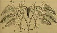 An illustration from A natural history of the animal kingdom : being a systematic and popular description of the habits, structure, and classification of animals, from the lowest to the highest forms. Arranged according to their organisation / by W. S. Dallas. (1860)