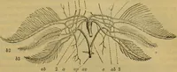 An illustration from A natural history of the animal kingdom : being a systematic and popular description of the habits, structure, and classification of animals, from the lowest to the highest forms. Arranged according to their organisation / by W. S. Dallas. (1860)