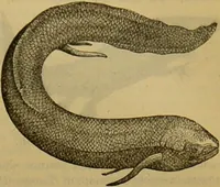 An illustration from A natural history of the animal kingdom : being a systematic and popular description of the habits, structure, and classification of animals, from the lowest to the highest forms. Arranged according to their organisation / by W. S. Dallas. (1860)