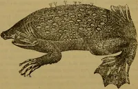 An illustration from A natural history of the animal kingdom : being a systematic and popular description of the habits, structure, and classification of animals, from the lowest to the highest forms. Arranged according to their organisation / by W. S. Dallas. (1860)