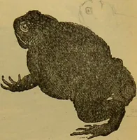 An illustration from A natural history of the animal kingdom : being a systematic and popular description of the habits, structure, and classification of animals, from the lowest to the highest forms. Arranged according to their organisation / by W. S. Dallas. (1860)