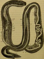 An illustration from A natural history of the animal kingdom : being a systematic and popular description of the habits, structure, and classification of animals, from the lowest to the highest forms. Arranged according to their organisation / by W. S. Dallas. (1860)