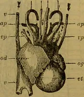 An illustration from A natural history of the animal kingdom : being a systematic and popular description of the habits, structure, and classification of animals, from the lowest to the highest forms. Arranged according to their organisation / by W. S. Dallas. (1860)