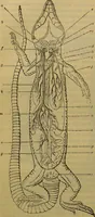 An illustration from A natural history of the animal kingdom : being a systematic and popular description of the habits, structure, and classification of animals, from the lowest to the highest forms. Arranged according to their organisation / by W. S. Dallas. (1860)