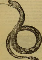 An illustration from A natural history of the animal kingdom : being a systematic and popular description of the habits, structure, and classification of animals, from the lowest to the highest forms. Arranged according to their organisation / by W. S. Dallas. (1860)