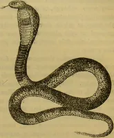 An illustration from A natural history of the animal kingdom : being a systematic and popular description of the habits, structure, and classification of animals, from the lowest to the highest forms. Arranged according to their organisation / by W. S. Dallas. (1860)