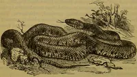 An illustration from A natural history of the animal kingdom : being a systematic and popular description of the habits, structure, and classification of animals, from the lowest to the highest forms. Arranged according to their organisation / by W. S. Dallas. (1860)
