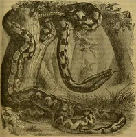 An illustration from A natural history of the animal kingdom : being a systematic and popular description of the habits, structure, and classification of animals, from the lowest to the highest forms. Arranged according to their organisation / by W. S. Dallas. (1860)